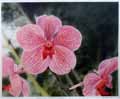 Hawaiian Mott Orchids